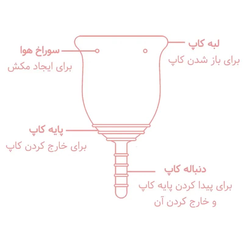ساختار کاپ قاعدگی لیوا شامل لبه، سوراخ هوا، پایه و دنباله